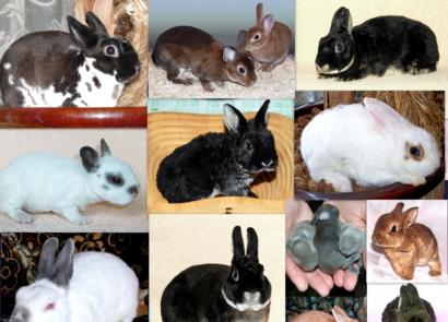 Chov králíků jako podnikání: ziskové nebo ne