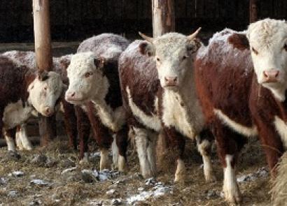 Разведение крупного рогатого скота как бизнес Бизнес план на дойных коровах на дому